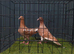 Muleman pigeon pair
