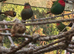 Parrot Finches (sea green & red throat)