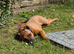 5 month old friendly dog
