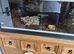 5 month Leppard gecko and tank and everything comes with it