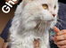 TICA Maine Coon Kittens Polydactyl