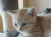 Mixed breed kittens .