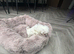 ADORABLE MALTIPOO PUPPIES