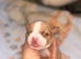 Stunning American bulldog staffy puppies