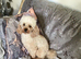 Proven toy poodle stud
