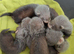 Ferrets reasy now all types colors beautiful