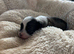 Last KC Chinese crested powderpuff Boys for sale