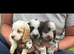 Cockerpoo puppies