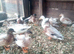 call ducks x 19