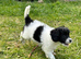 READY NOW Stunning shihpoo X sproodle puppies