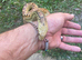 Make and female bullsnake