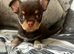 Choclate tan smoothcoat little boy