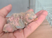 Peach Faced LoveBird Chics Hand Reared