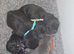 Chaffy puppies