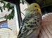 Budgies