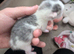 5 kittens
