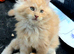 Beautiful Maine Coon cream boy