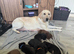 Labrador puppies