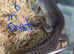 2024 black night leopard gecko female group
