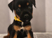 Parson russell x border terrier