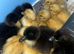 Cayuga Ducklings hatched 23/5/26