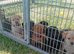 9 STUNNING LABRADOR PUPPIES READY NOW