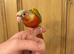 Silly Tame Conure Babies For Sale