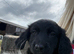 Golden Retriever x Sprollie