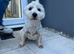 West highland terrier stud