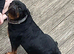 Female Rottweiler