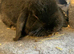 Mini lop for sale