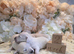 Stunning snow white cream miniature Dachshunds kc registered