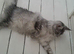 Polydactyl Black Silver Boy maine coon TICA