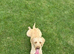 F1B female labradoodle