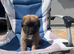 6 weeks old German shepherd crossed with St Bernard.  St shepherd boy for sale