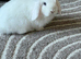 Two Vaccinated Bunnies with Full Setup