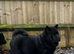 16 weeks old smooth coat MALE