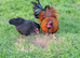 Stunning red cockerel + beloved wife