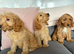 Cockapoo