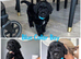 Stunning F1 cockapoo puppies READY NOW