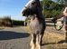 TGCA yearling Cob Colt to make 13hh