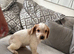Beautiful cocker spaniel pups  ready to leave on 19july