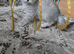 Beautiful British kittens