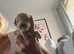 Beautiful Cockapoo puppies 5 boys 3 girls