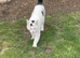 Lovely cat looking for a new home