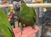 Super silly tame baby Hahns Macaws available