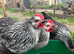 Guaranteed female chickens