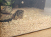 10 quail for sale unsexed
