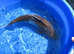 Koi Carp Ochiba Shigure Japanese Bred