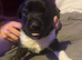 Patterjack 4 girls 1 boy the white one is the boy